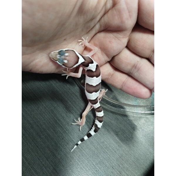 Snow Het Tremper Leopard Gecko