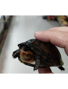  Red Cheek Mud Turtle