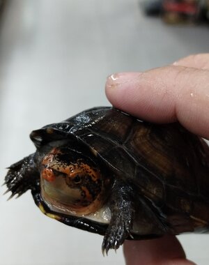 Red Cheek Mud Turtle