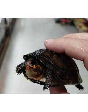  Red Cheek Mud Turtle