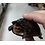 Red Cheek Mud Turtle