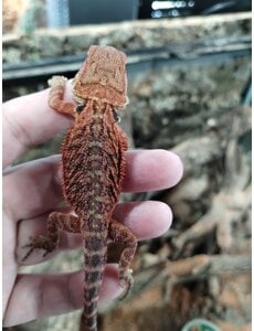  Red Translucent Bearded Dragon