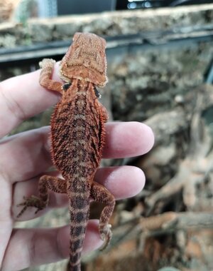  Red Translucent Bearded Dragon
