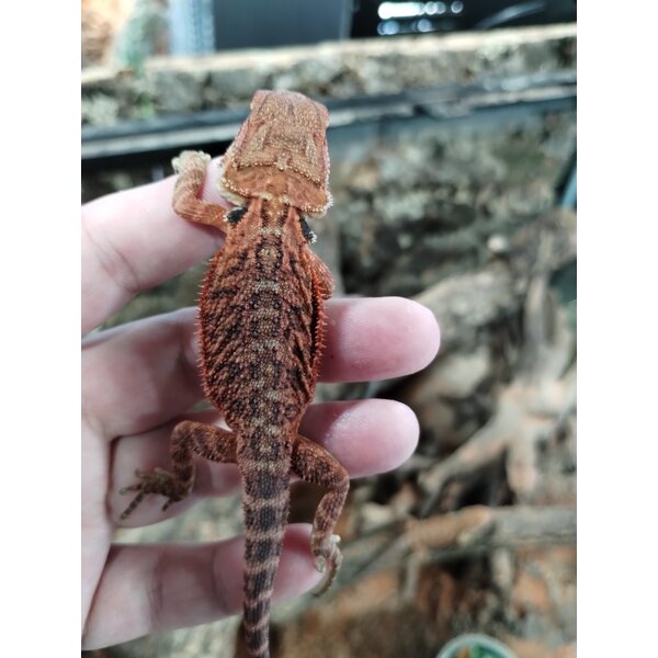 Red Translucent Bearded Dragon
