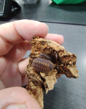  Isopods -Cubaris sp. "Red Tiger" 6 count