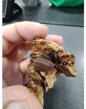  Isopods -Cubaris sp. "Red Tiger" 6 count