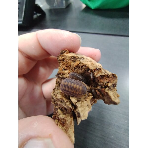 Isopods -Cubaris sp. "Red Tiger" 6 count