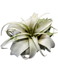  4" Tillandsia, Xerographica