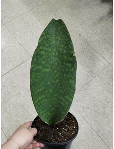  6"  Sansevieria Whale Fin