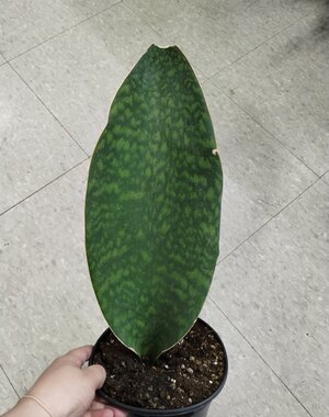  6"  Sansevieria Whale Fin