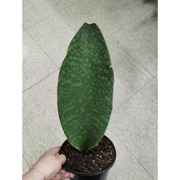 6"  Sansevieria Whale Fin