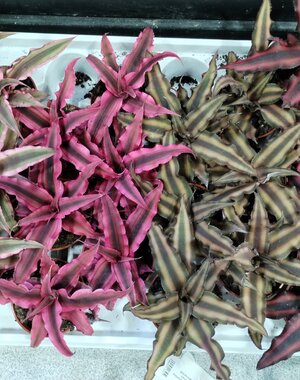  2.5" Cryptanthus Assorted (Bromeliad)