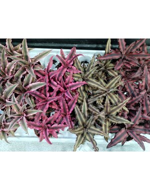  2.5" Cryptanthus Assorted (Bromeliad)