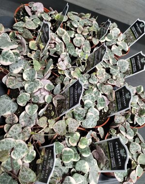  2.5" String of hearts "Pretty Pink"