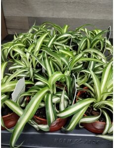  2.5" Spider Plant, Bonnie Curly