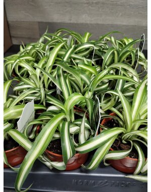  2.5"  Spider Plant, Bonnie Curly