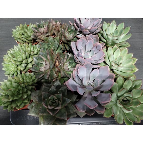 2.5" Assorted Echeveria