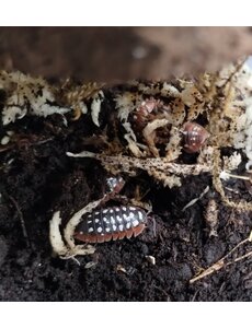  Isopods-Armadillidium klugii - Dubrovnik 10 count