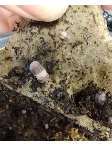  Isopods -Cubaris sp. "Panda King" 12 count