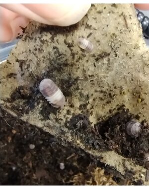 Isopods -Cubaris sp. "Panda King" 12 count
