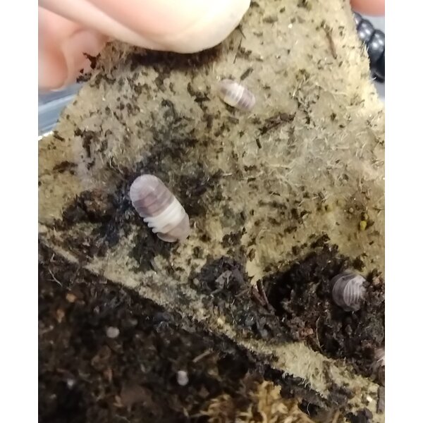 Isopods -Cubaris sp. "Panda King" 12 count