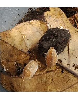  Isopods - Oniscus asellus Orange 10 count