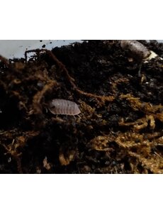  Isopods- Cubaris Murina Little Sea 15 count