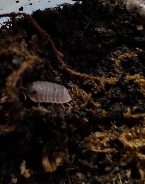  Isopods- Cubaris Murina Little Sea 15 count