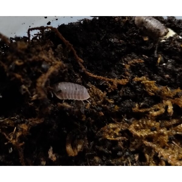 Isopods- Cubaris Murina Little Sea 15 count