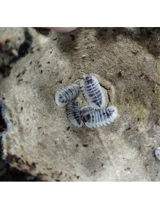  Isopods- Cubaris Shiro Utsuri 6 count