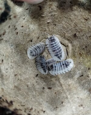  Isopods- Cubaris Shiro Utsuri 6 count