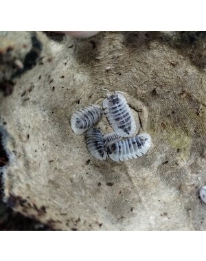  Isopods- Cubaris Shiro Utsuri 6 count