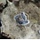 Isopods- Cubaris Shiro Utsuri 6 count