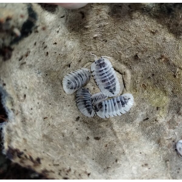 Isopods- Cubaris Shiro Utsuri 6 count