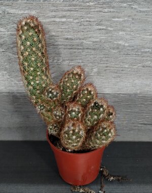  2.5 Lady Finger Cactus