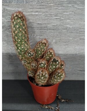  2.5 Lady Finger Cactus