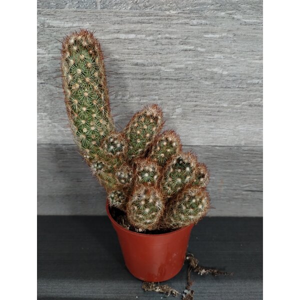 2.5 Lady Finger Cactus