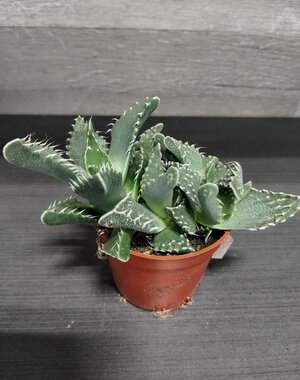  2.5" Succulent, Tiger Jaw