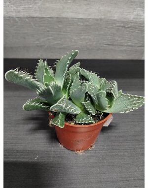  2.5" Succulent, Tiger Jaw