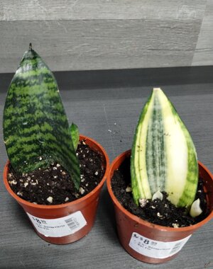  2.5" Sansevieria Koi Fin