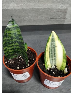  2.5" Sansevieria Koi Fin