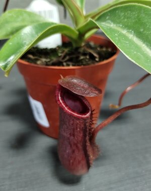  3" Nepenthis asiatique (Asian Pitcher Plant)
