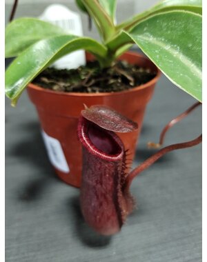  3" Nepenthis asiatique (Asian Pitcher Plant)