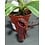 3" Nepenthis asiatique (Asian Pitcher Plant)