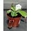 3" Nepenthis asiatique (Asian Pitcher Plant)