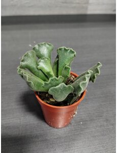  1.5" Succulent,  Adromischus