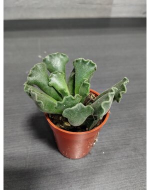  1.5" Succulent,  Adromischus