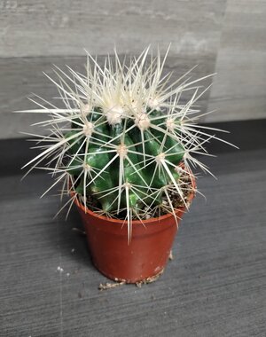  2.5" Golden Barrel Cactus