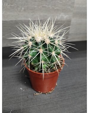  2.5" Golden Barrel Cactus