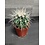 2.5" Golden Barrel Cactus